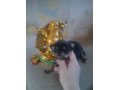 Продается щенок чихуахуа в городе Астрахань, фото 1, Астраханская область