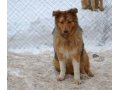 Дина замечательная собака для охраны в городе Уфа, фото 1, Башкортостан
