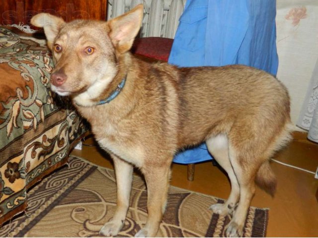 Радуга стерилизованная собака для охраны в городе Уфа, фото 2, Собаки