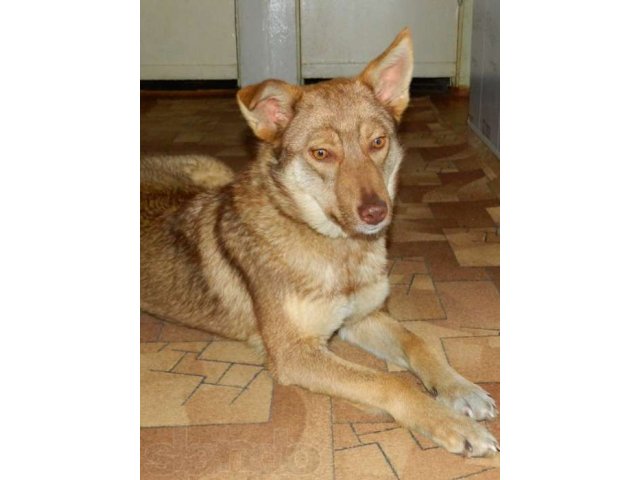 Радуга стерилизованная собака для охраны в городе Уфа, фото 3, Башкортостан