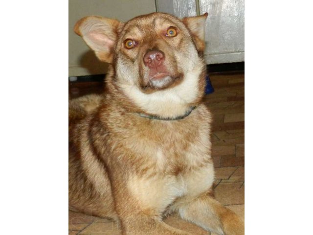 Радуга стерилизованная собака для охраны в городе Уфа, фото 4, стоимость: 200 руб.
