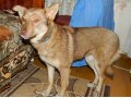 Радуга стерилизованная собака для охраны в городе Уфа, фото 2, стоимость: 200 руб.
