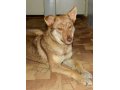 Радуга стерилизованная собака для охраны в городе Уфа, фото 3, Собаки