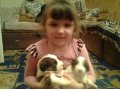 Продам щенков Среднеазиатской овчарки,недорого!!! в городе Родники, фото 1, Ивановская область