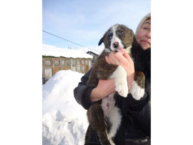 Мохнатый щенок в добрые руки в городе Нижний Тагил, фото 2, Свердловская область