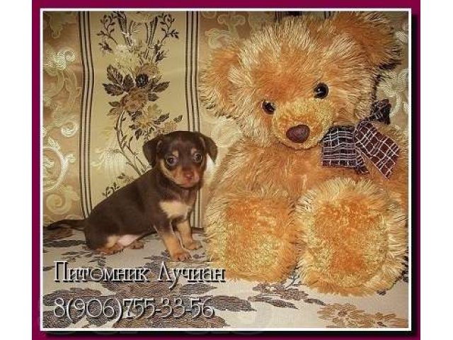 Питомник той-терьеров, купить щенка той терьера. в городе Электросталь, фото 4, стоимость: 18 000 руб.