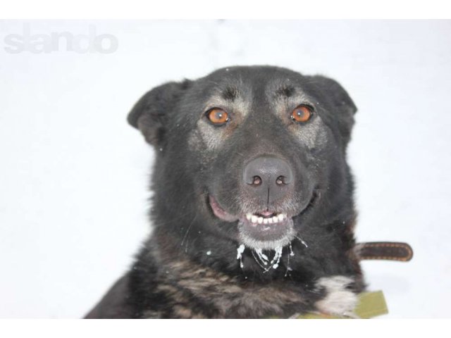 Чудо-собака Панда в городе Череповец, фото 1, стоимость: 0 руб.