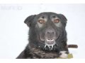 Чудо-собака Панда в городе Череповец, фото 1, Вологодская область