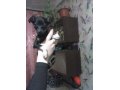 Продается милый щенок тоя в городе Омск, фото 1, Омская область