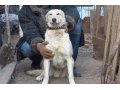 Пёс Филька, очень ждет хозяина в городе Оренбург, фото 1, Оренбургская область