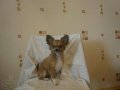 Продам щенка Чихуахуа в городе Череповец, фото 1, Вологодская область