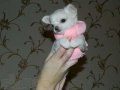 Продается щенок чихуа хуа в городе Набережные Челны, фото 1, Татарстан