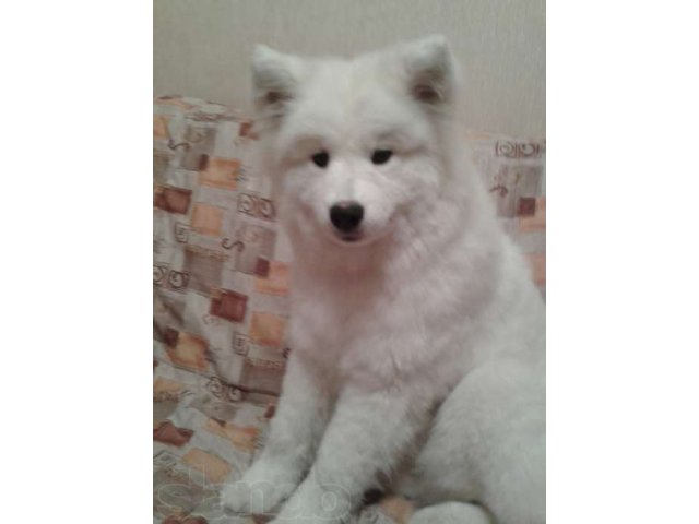 Самоед - белое чудо! в городе Новосибирск, фото 1, стоимость: 30 000 руб.