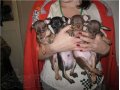 Продажа щенков в городе Астрахань, фото 1, Астраханская область