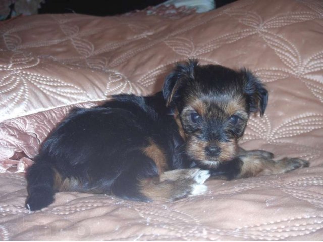 Продаю мальчика йоркширского терьера, цена 25000р. в городе Лиски, фото 1, Воронежская область