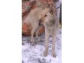 Молоденькая собачка ищет частный дом! в городе Хабаровск, фото 1, Хабаровский край