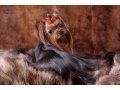 Красивые щенки йоркширского терьера в городе Архангельск, фото 1, Архангельская область