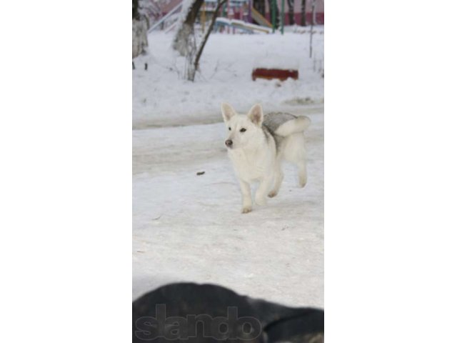 Энергичная маленькая собака в добрые руки! в городе Ставрополь, фото 4, стоимость: 10 руб.