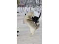 Энергичная маленькая собака в добрые руки! в городе Ставрополь, фото 2, стоимость: 10 руб.