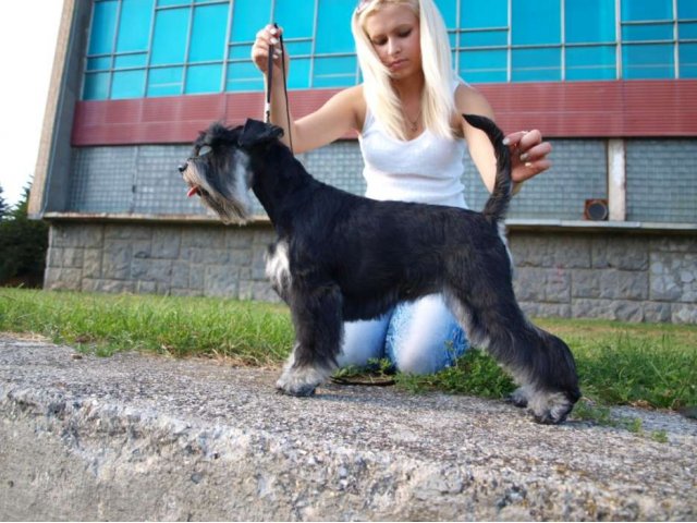 Цвергшнауцер кобель 2,5 мес купирован в городе Ставрополь, фото 7, стоимость: 17 000 руб.