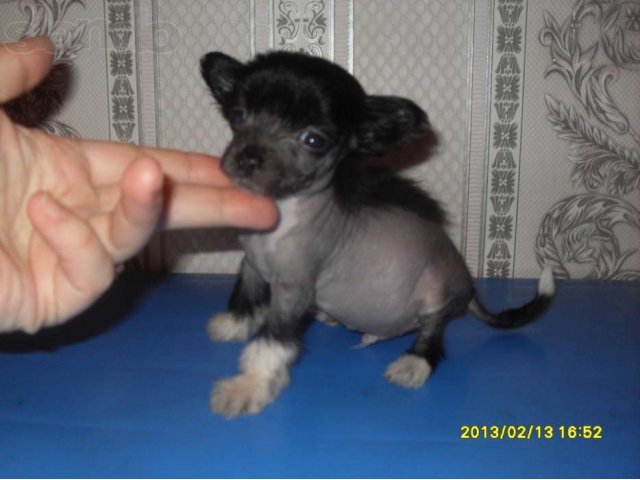 мальчики Китайской Хохлатой в городе Абакан, фото 3, стоимость: 5 000 руб.