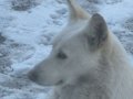 отдам собаку в надежные руки в городе Оренбург, фото 1, Оренбургская область