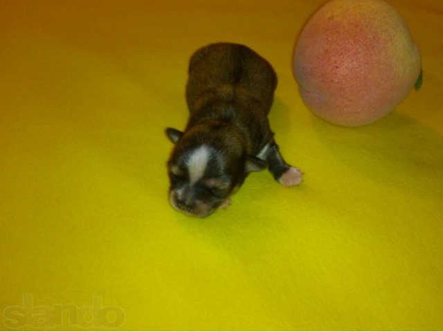 Крошечная собачка - огромное счастье в городе Лобня, фото 3, стоимость: 25 000 руб.