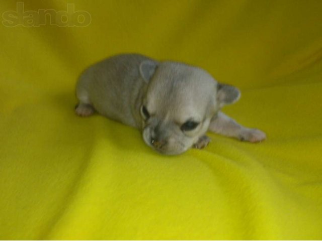 Крошечная собачка - огромное счастье в городе Лобня, фото 5, Московская область