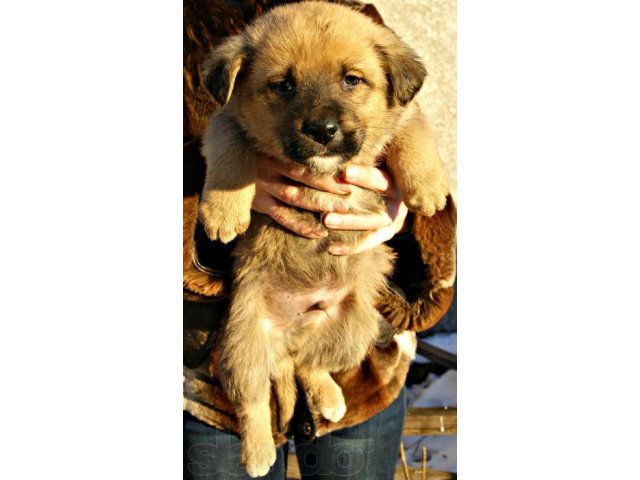Дарим шикарных щенков в городе Набережные Челны, фото 2, Собаки