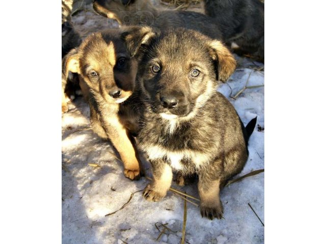 Дарим шикарных щенков в городе Набережные Челны, фото 4, стоимость: 0 руб.