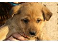 Дарим шикарных щенков в городе Набережные Челны, фото 3, Собаки
