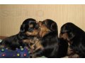 Продаются очаровательные щенки Йоркширского терьера в городе Пенза, фото 2, стоимость: 10 000 руб.