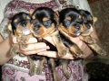 Продаются очаровательные щенки Йоркширского терьера в городе Пенза, фото 3, Собаки