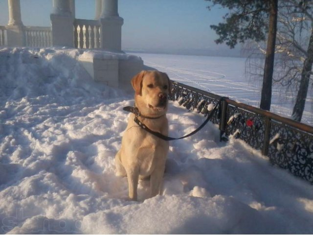 Лабрадор-ретривер ждёт девочек на вязку в городе Нижний Тагил, фото 2, Свердловская область