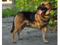 Самый умный пес ищет дом в городе Воронеж, фото 1, Воронежская область