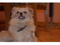 Продам щенко шпица кремового окраса в городе Темрюк, фото 6, Собаки