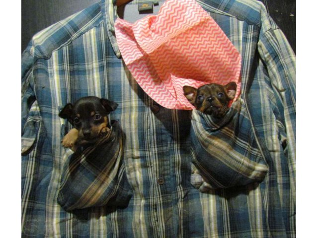 Щенки той-терьера г-ш в городе Крымск, фото 1, стоимость: 12 000 руб.