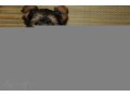 Продам девочку йоркширского терьера в городе Воронеж, фото 1, Воронежская область