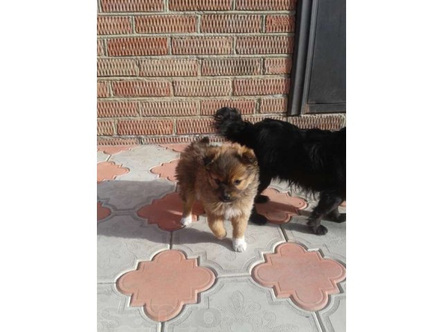 Отдам щенка в добрые руки в городе Приморско-Ахтарск, фото 2, стоимость: 0 руб.