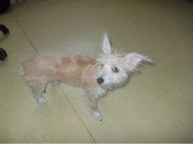 продам собаку в городе Набережные Челны, фото 2, стоимость: 1 000 руб.