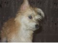 продам собаку в городе Набережные Челны, фото 1, Татарстан
