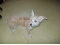 продам собаку в городе Набережные Челны, фото 2, стоимость: 1 000 руб.