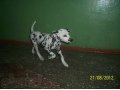 Щенята Далматины в городе Мурманск, фото 3, Собаки