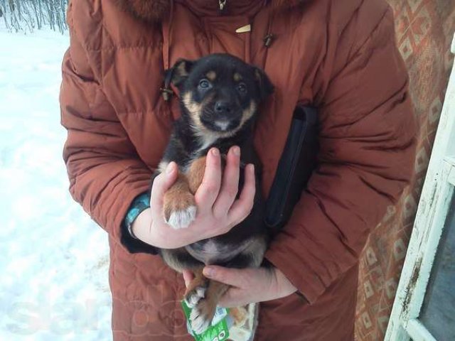 отдам щеночков в хорошие руки в городе Балашиха, фото 4, Московская область