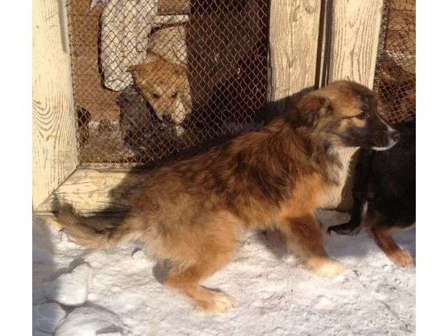 Отдам щенков в городе Ангарск, фото 1, стоимость: 0 руб.