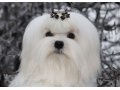 Продам шикарного щенка мальтийской болонки в городе Москва, фото 2, стоимость: 122 111 руб.