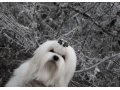 Продам шикарного щенка мальтийской болонки в городе Москва, фото 3, Собаки