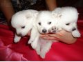 Продам породистых щенков японского шпица( шоу-класса). в городе Оренбург, фото 1, Оренбургская область