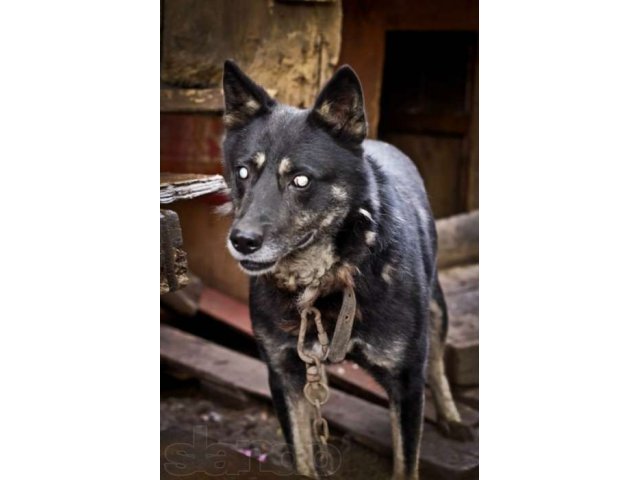 настоящий сторожевой пес Боб в городе Уфа, фото 2, стоимость: 300 руб.
