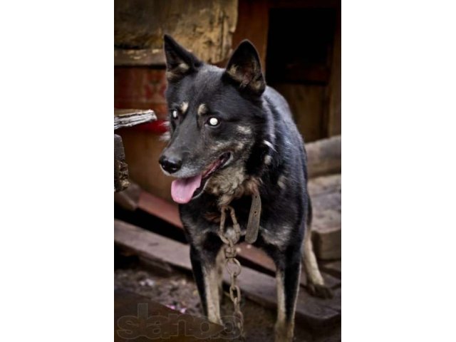 настоящий сторожевой пес Боб в городе Уфа, фото 3, Собаки